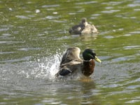Almost 100 water pollution incidents not visited immediately in East Hampshire – as attendance drops across England