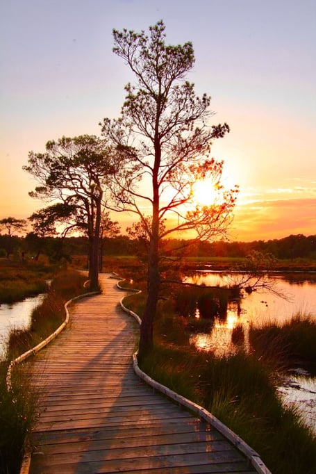 Thursley Boardwalk