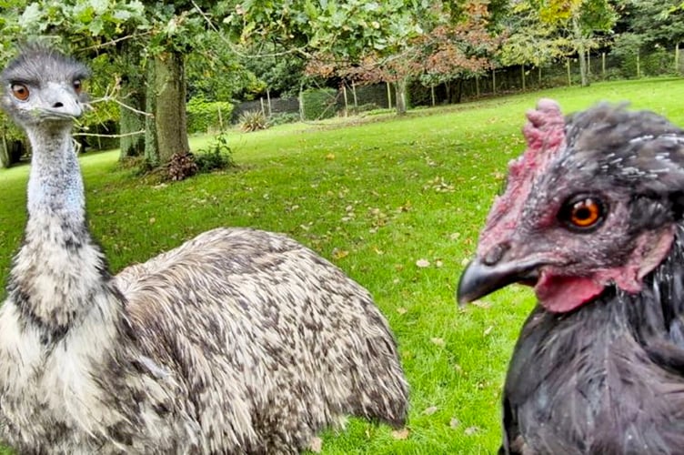 Birdworld emu Shrub chicken Nugget 