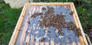 There's a buzz around Lord Wandsworth College from 35,000 bees