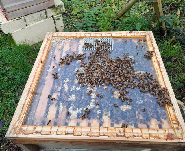 There's a buzz around Lord Wandsworth College from 35,000 bees
