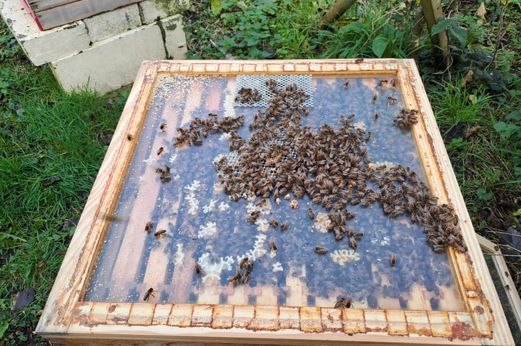 Bees at Lord Wandsworth College, November 2024.