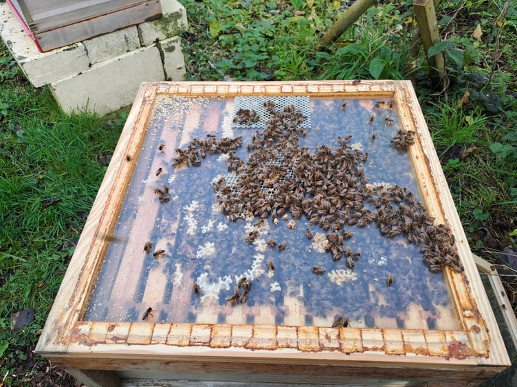 Bees at Lord Wandsworth College, November 2024.