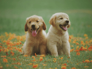 Peeps into the Past: Man blames puppies for bankruptcy