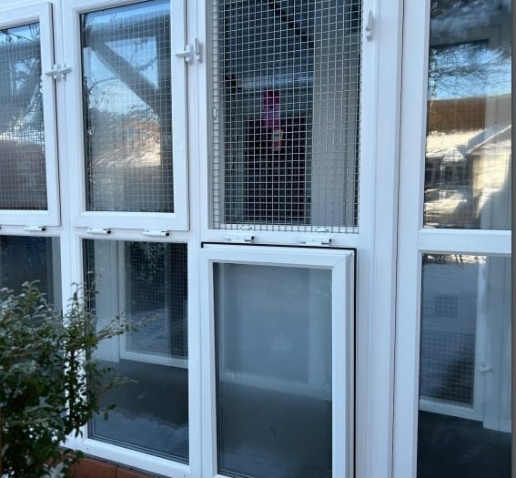 Alton cattery wants to stay purr-manently