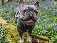 Petersfield vet praised for saving life of Frank the Frenchie