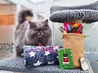 A purrfect Christmas at Longcroft Luxury Cat Hotel in Liphook