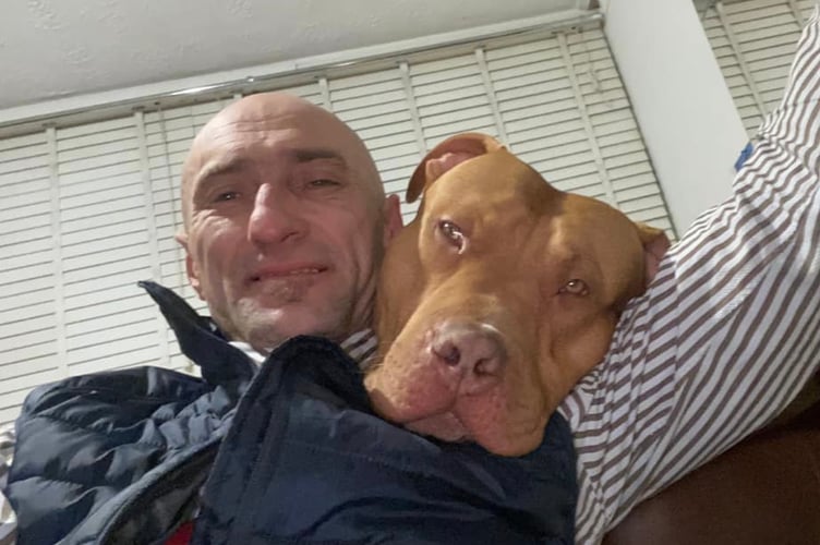 Ziggy Chunky Seized Dod American Bulldog Farnham