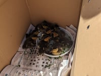Surrey included in top RSCPA rescues in the South East