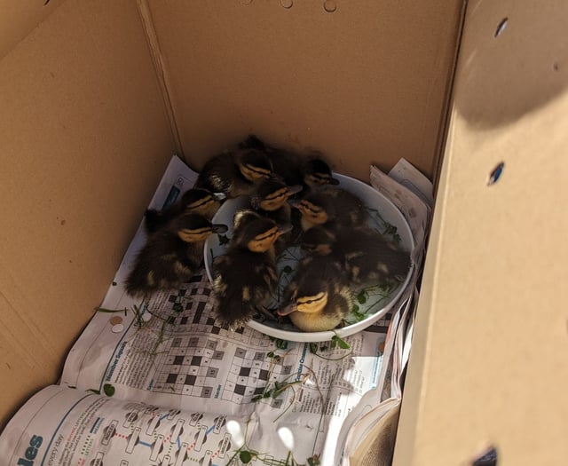 Surrey included in top RSCPA rescues in the South East