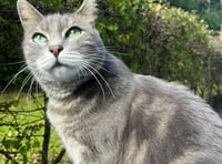 VIDEO: Cat looking for furever home after false alarm cancer scare 