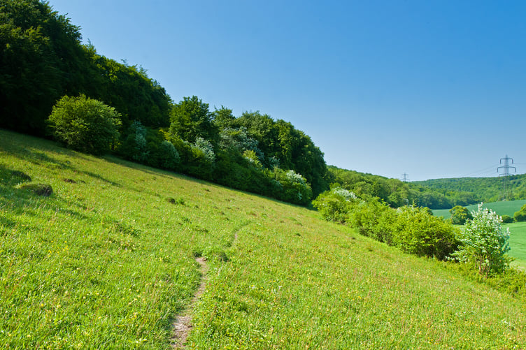 Coulters Dean Nature Reserve near Buriton, East Hampshire