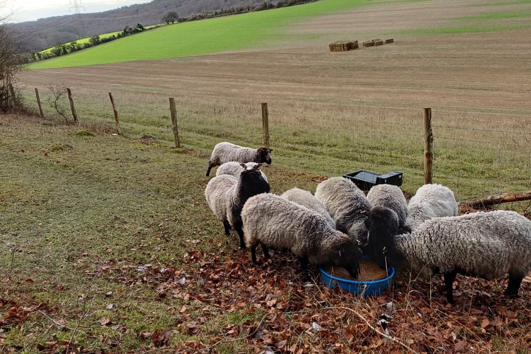 Sheep grazing at Coulters Dean Nature Reserve