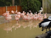 Heads turn as new flamingo enclosure opens at Birdworld