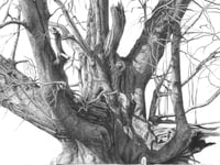 Beautiful nature drawings in charcoal on show at Gilbert White's House