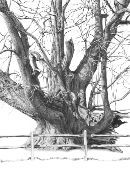 Castanea sativa (sweet chestnut) at Cowdray Park.