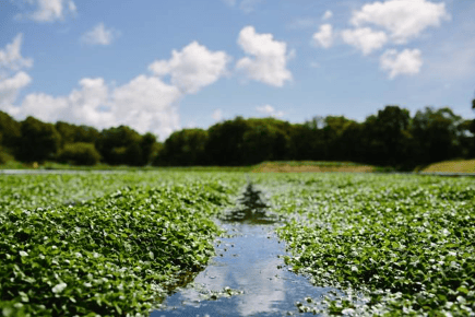 Watercress could become a vital  ingredient in NHS hospital meals