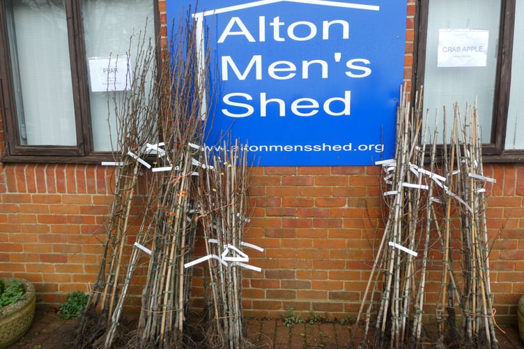 Pear and crab apple trees ready for collection at Alton Men's Shed, February 22nd 2025.