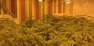 Police seize cannabis worth £45m in organised crime crackdown