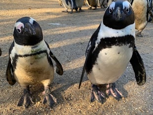 Blind penguin Squid seeks march to victory in worldwide contest