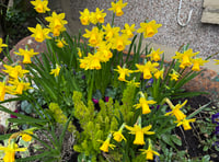 Daffodils to remember loved ones who have died
