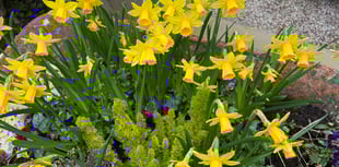 Daffodils to remember loved ones who have died
