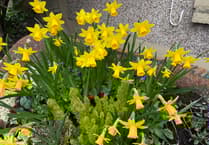 Daffodils to remember loved ones who have died