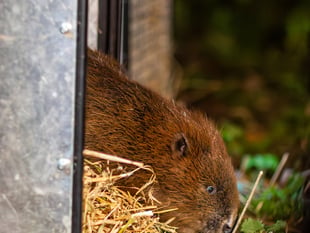 Beaver reintroduction promises biodiversity boom for South Downs