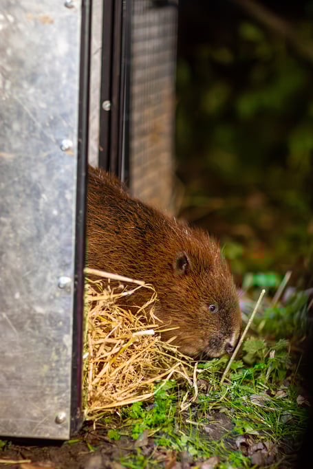 Beaver release at the South Downs National Park in December 2024,