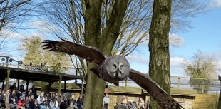 VIDEO: Swoop down to the Hawk Conservancy Trust for a day of bird fun