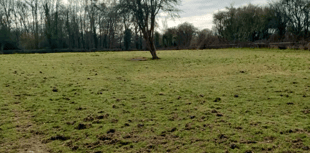Tree to be chopped down so 62 houses can be built in Medstead