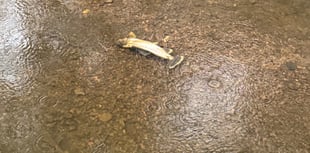 Toxic spill turns River Wey into wildlife graveyard