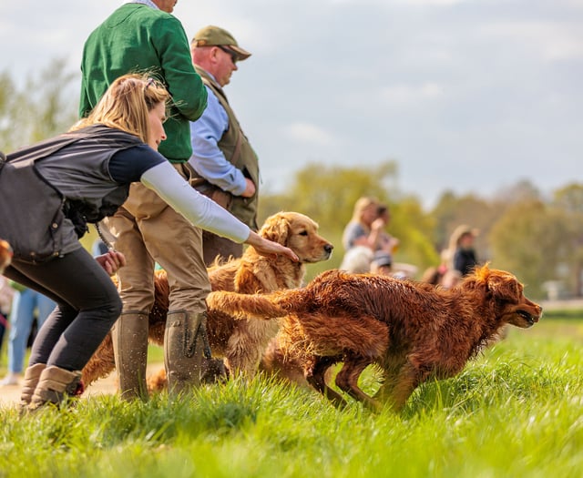 UK's largest gundog challenge returns to raise funds for Midhurst care