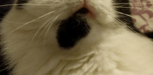 Could the Croydon Cat Killer have struck in Farnham?