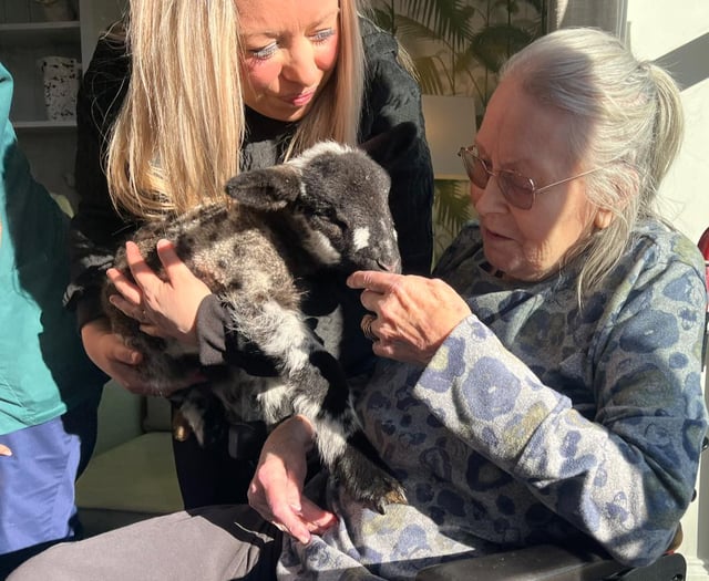 Newborn lambs bring joy to Horndean care home 