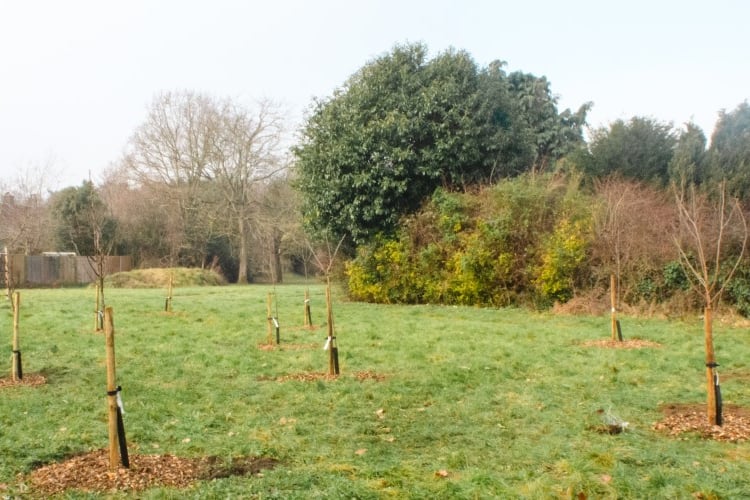 Mill Road Community Garden Liss