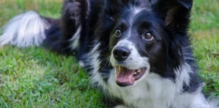 Dog blood donors needed at Alton vets to save canine lives