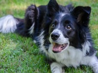 Dog blood donors needed at Alton vets to save canine lives
