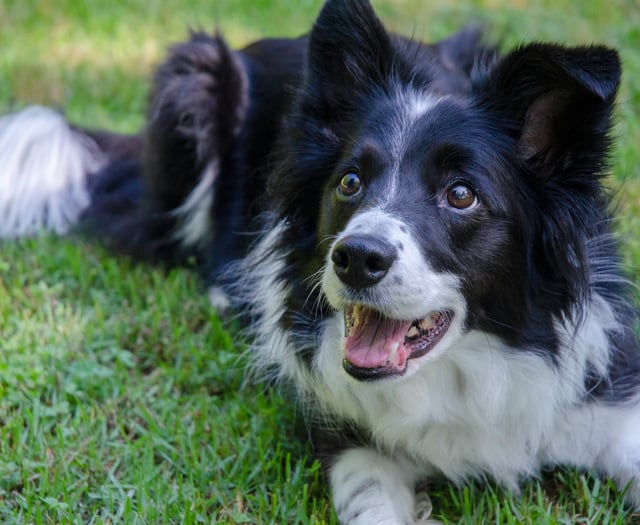 Dog blood donors needed at Alton vets to save canine lives
