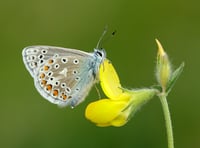 VIDEO - UK butterflies in decline: 2024 among worst years on record