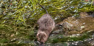 Water ‘vole-unteers’ called to survey local riverbanks this spring