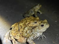 WATCH: Record-breaking toad watch in Farnham saves 876 toads 