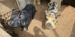 Winning auction bidder gets maintenance team to build fencing for pigs