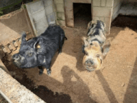 Winning auction bidder gets maintenance team to build fencing for pigs