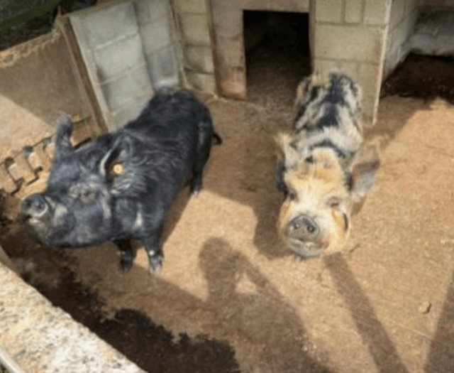 Winning auction bidder gets maintenance team to build fencing for pigs