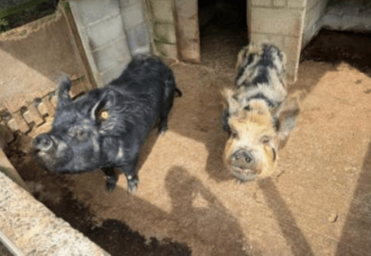 Pigs Wilma and Betty.