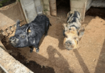 Winning auction bidder gets maintenance team to build fencing for pigs