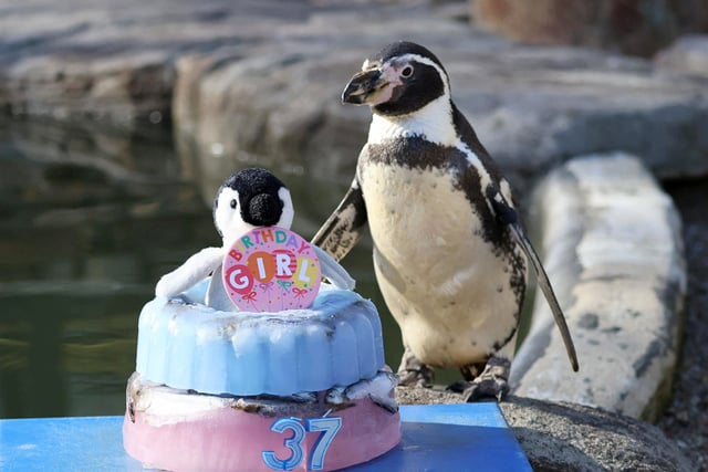 World's oldest penguin Spneb celebrates 37th birthday
