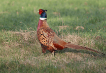 Two Surrey teens arrested after 10 pheasants killed in Hampshire