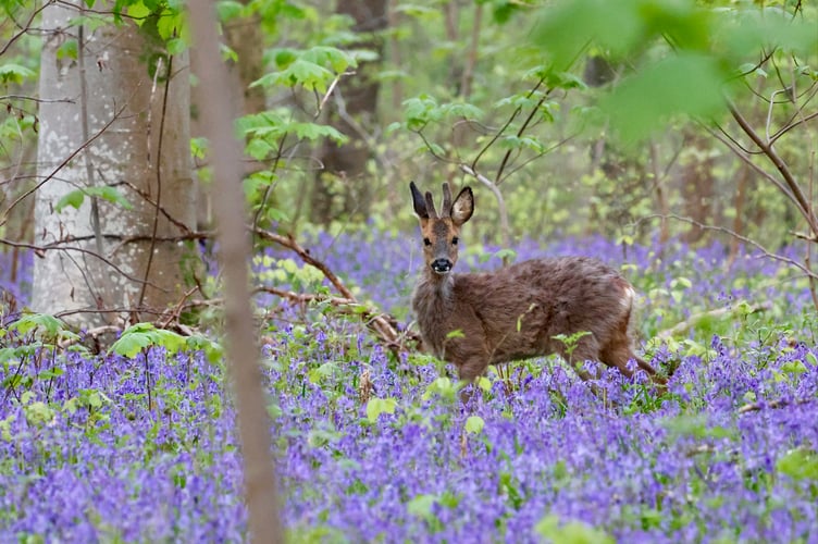 This early morning snap of a deer among the bluebells was taken by Geoff Brooks in Ackender Wood in Alton.